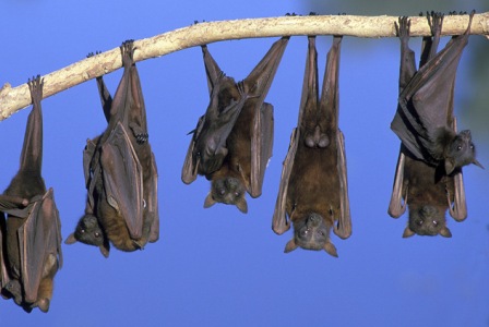 Kas yra šikšnosparniai?